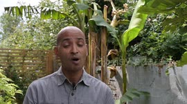 Man left stunned after bananas start growing in his garden - in Hackney