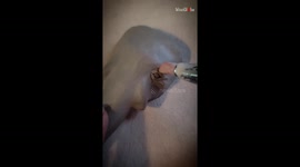 Ceramist skillfully makes the sculptors of African animals for a decorative plate