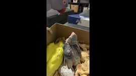 Parrot Kisses Baby Chicks