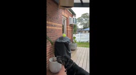 Best Birthday Present For Ball-Obsessed Dog
