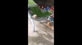 The first time the puppy entered the house made the big dog run away