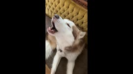Our 3 Alaskan Malamutes often break out in a harmonious howling session in answer to the call of the wild