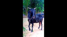 I am amazed by the gesture of goats while eating grass. Goats reared in my house Goats' favorite food is grass