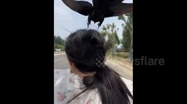 An Annoying Bird Harasses a Girl When She is riding in Shandong, China