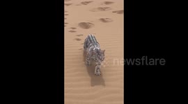 Kitten struggles to walk in desert amid scorching heat wave in China