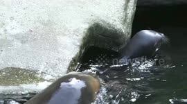 Adorable South American Sea Lion Pup Makes Its Debut Among Visitors At World's Oldest Zoo in Vienna, Austria