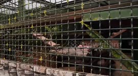 Injured Amur tiger gets intensive care at reproduction center in Moscow