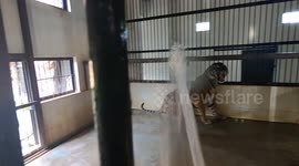 Sumatran Tiger Take A Bath inside its enclosure in Bukittinggi, West Sumatra, Indonesia, on July 29, 2023.