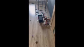 Raccoon's Miron misadventures: a heartwarming birthday surprise!