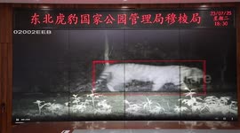 Endangered Siberian tigers well-protected in NE China national park
