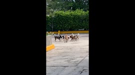 Stray Dogs Bark At Big Crab