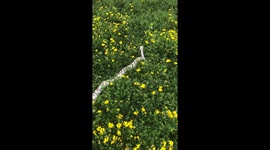 Beautiful Snake Enjoys the Flowers