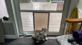 Corgi Puppy Tumbles Through Dog Door