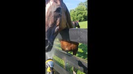 Horse drinking from hose on hot day