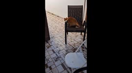 Dog Ruins Hunt With Enthusiastic Charge