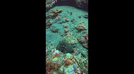 Day Octopus Shows Off Colorful Display