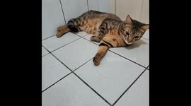 cat and shower head