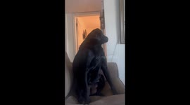 Dog Creates Her Own Back Scratcher