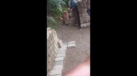 Monito en el zoológico