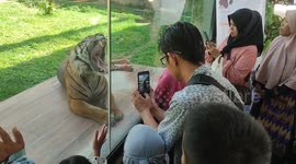 Zoo leads charge to save Indonesia's last Sumatran tiger