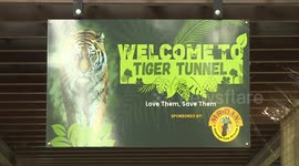 Public awareness, participation critical in preserving Malaysia's tiger population