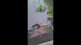 Amazing drumming woman summons hundreds of softshell turtles to shore for feeding time