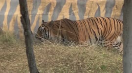 India's tigers count grows at 6.1 pct annually: ministry