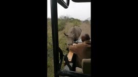 Meeting with the hand raised rhino in South Africa