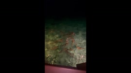Nighttime Villa Visitors