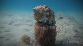 Shellfish Serenity
