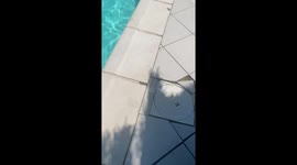 Hedgehog saved from swimming pool