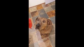 Pup's Patience is No Match for Hot Dogs