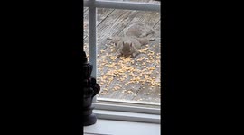 Corn Kernel Jackpot