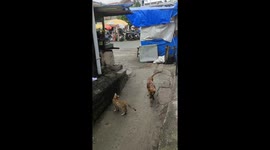 Street Fighter Between Cat And Dog in Tanah Datar, West Sumatra, Indonesia on July 31, 2023.