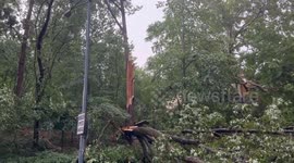 US: Violent Storms Wreak Havoc In D.C. Area, Uprooting Trees 2