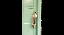 Smart cat opens door for fellow feline by pulling handle like a human