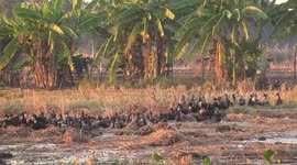 Evening rush hour as these ducks return home from a day of foraging in a paddy field, in Thailand.
