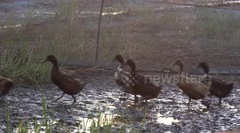 Ducks rush home for the night after a long day of eating bugs and pests in a paddy field in Thailand.
