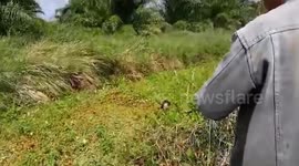 Woman, 38, survives 90 minute-long crocodile attack in swamp in Indonesia