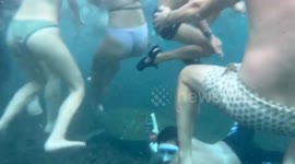 Dozens of snorkelers clamour for views of turtle off Thai island