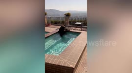 Bear cools off in pool amid California heat wave