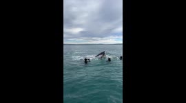 POV: You're a diver face to face with a curious 40-tonne humpback whale