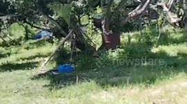 Farmer gored to death by his own buffalo in Thailand