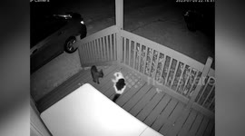 Two cats fight on porch in Illinois, United States