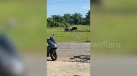 Furious cow rams and overturns motorcycle while rider tries to flee