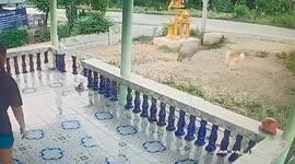 Escaped pet boar chases dog outside home in Thailand
