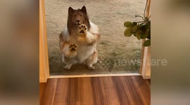 Japanese man who dresses as collie dog bites back at online trolls