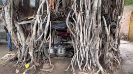 Indian tea seller with shop inside tree has locals rooting for his business