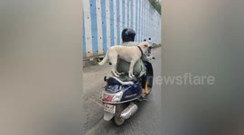 Pet dog rides on the back of scooter in India