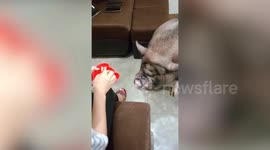 Pampered pet pig eats favourite sliced watermelon